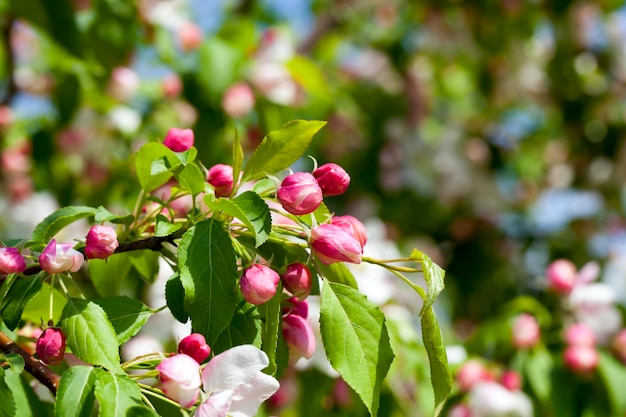 Mooie fruitboom bloeiend met rode bloemen