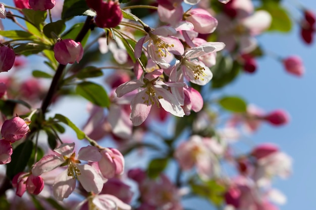 Mooie fruitboom bloeiend met rode bloemen