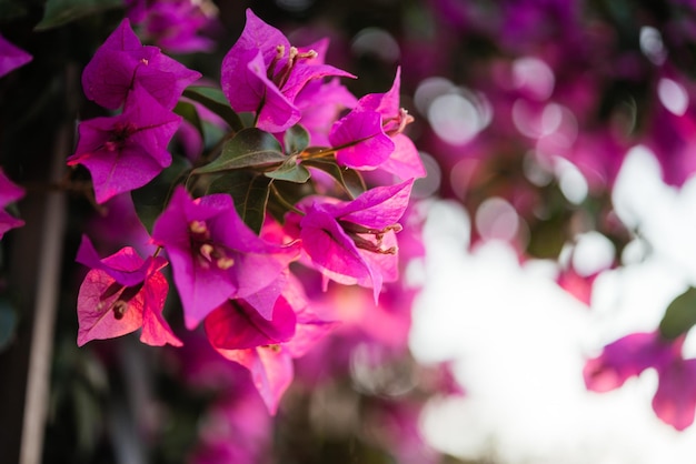 Mooie fuchsiakleurig roze bloemen van mediterrane bougainvillea-wijnstok bij zonsondergang