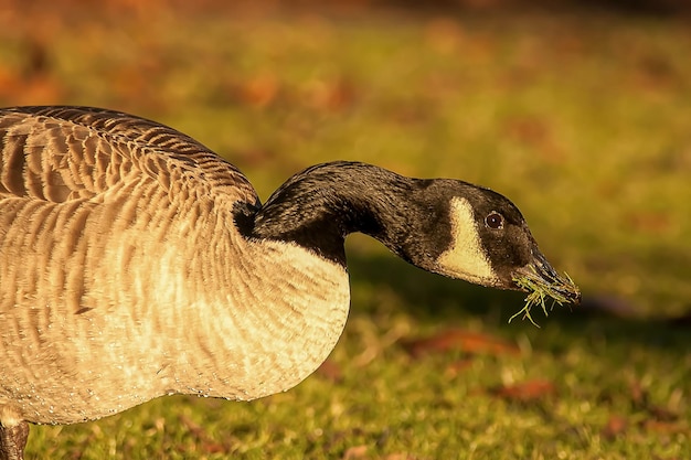 Mooie gans en zwaan op blauw meerwater op zonnige dag tijdens de zomer zwanen op de natuurserie van de vijver