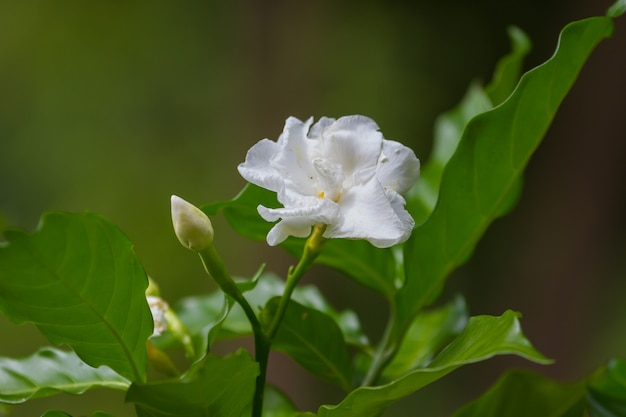 Mooie gardenia jasminoides bloem