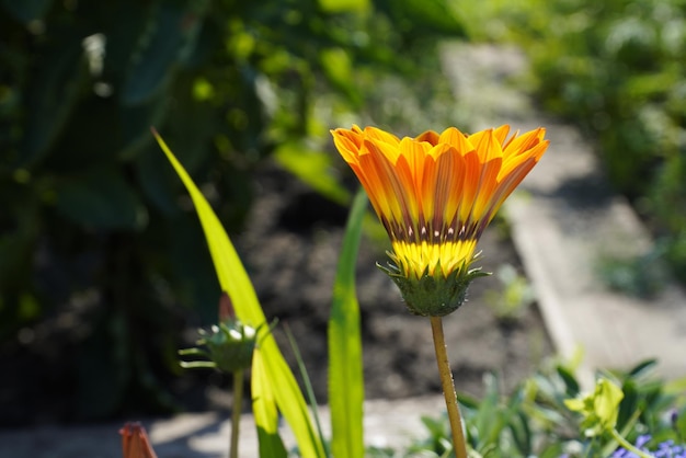 Mooie gazania schat bloem close-up stock afbeeldingen Gazania rigens verschillende kleuren full frame stock photo