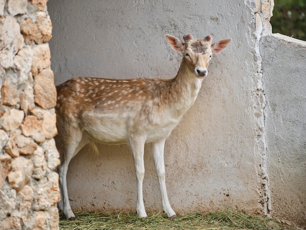 Mooie gazelle op een boerderij