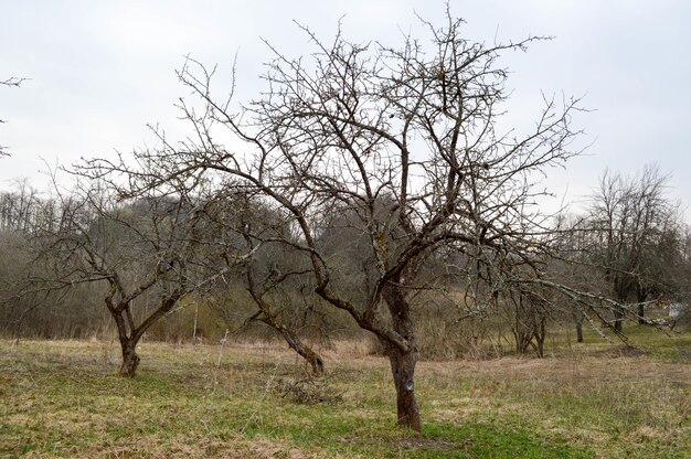 Mooie gebogen Slavische bomen met takken zonder bladeren op het veldlandschap