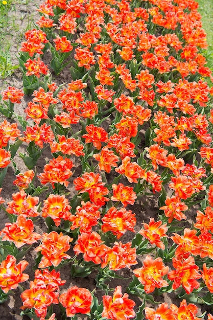 Mooie gecanneleerde rode bloemen met goudgele randen. Werkelijk opvallende bloem met geweldige kleur. Mooie heldere tulpenvelden. Genieten van de lentedag. Kleurrijke veld tulpen. Nederland bezienswaardigheden.