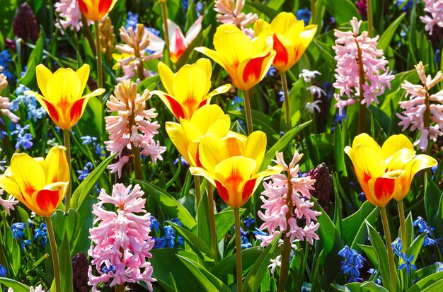 Foto mooie geel-rode tulpen en roze hyacinten close-up