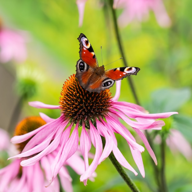 Mooie gekleurde Europese pauwvlinder (Inachis io, Aglais io) op paarse bloem Echinacea