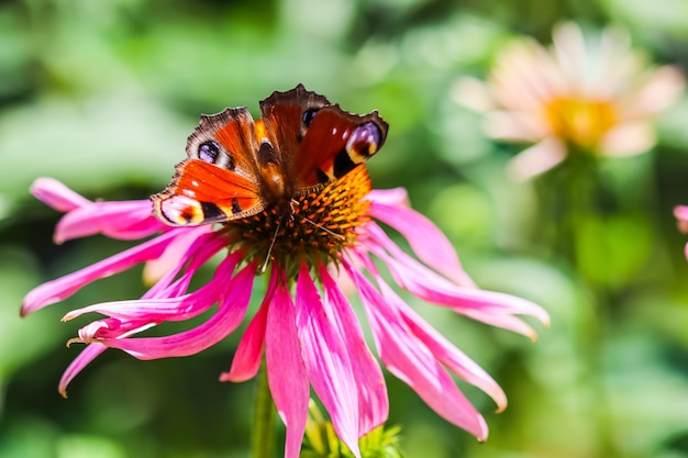 Foto mooie gekleurde europese pauwvlinder op paarse bloemechinacea in zonnige tuin