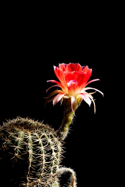 Foto mooie gekleurde lobivia cactus bloemen bloeien in de tuin.