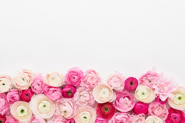 Mooie gekleurde ranunculus bloemen op een witte achtergrond. Valentijnsdag wenskaart.