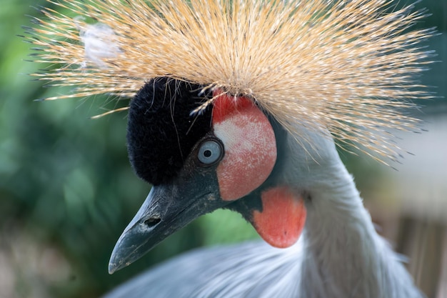 Mooie gekroonde kraan met een weelderige kroon