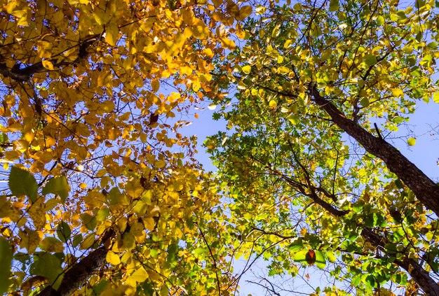 Mooie gele bladeren aan bomen in de herfst