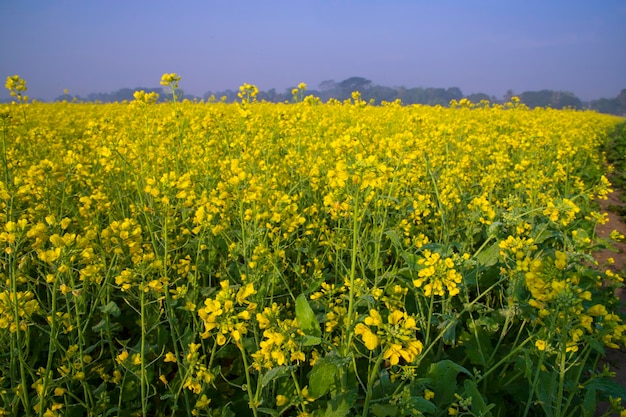 Mooie gele bloeiende koolzaad bloem in het veld natuurlijke landschapsmening