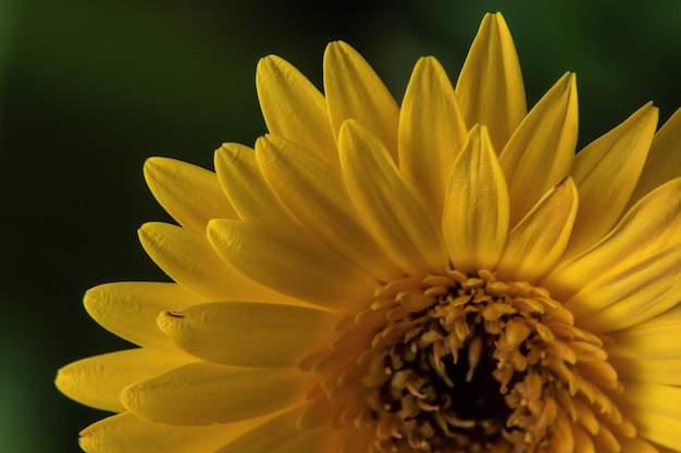 Mooie gele bloem in close-up