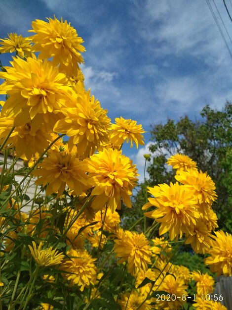 mooie gele bloem in de tuin schoonheid buiten natuur hobby recreatie sierteelt