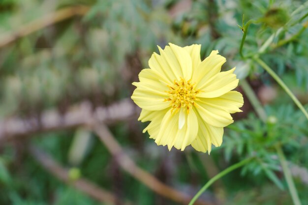 Mooie gele bloem in de tuin