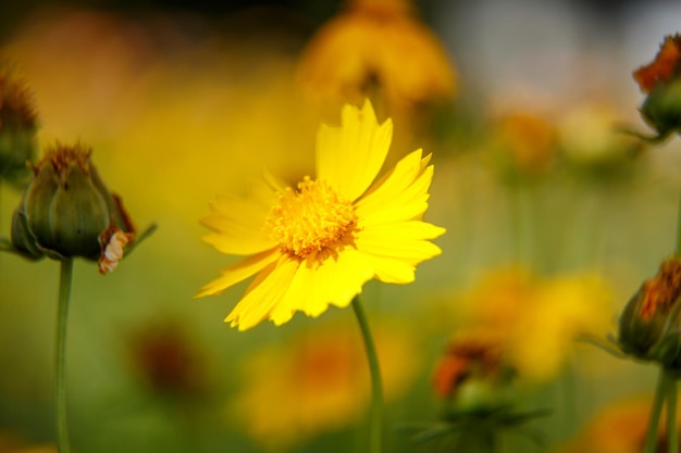 Mooie gele bloem in het licht van een zonnige dag macrofotografie Lage diepte selectieve focus