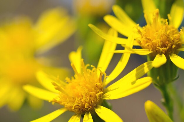 Mooie gele bloem macro achtergrond