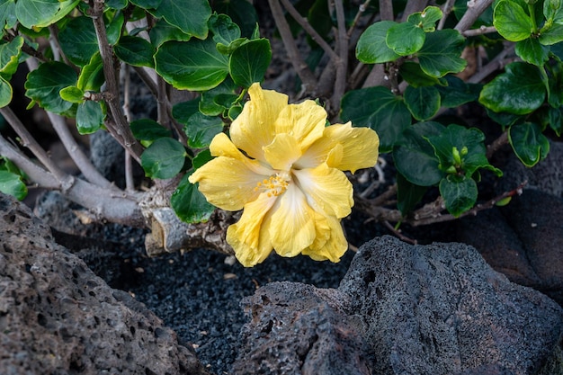 Mooie gele bloem met waterdruppels