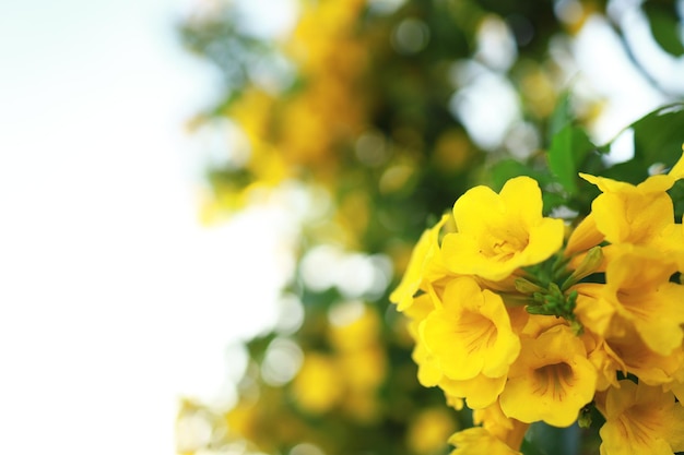 Mooie gele bloemen bloeien en verfrissend in de natuur.