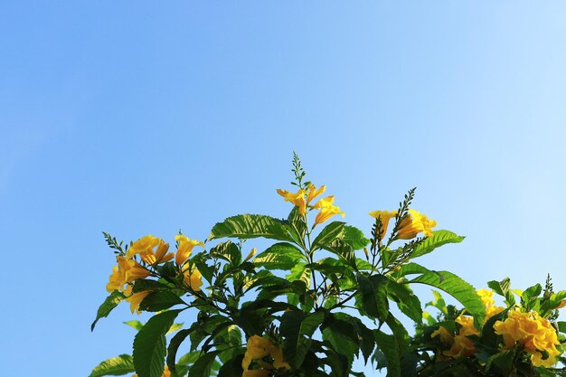 Mooie gele bloemen bloeien en verfrissend in de natuur.