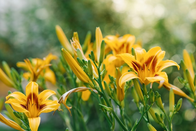 Foto mooie gele bloemen daglelie in de tuin in de zomer