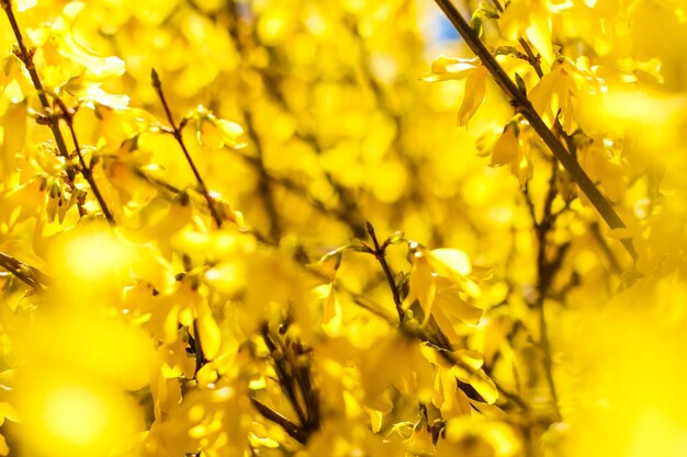 Mooie gele bloemen en blauwe lucht als achtergrond