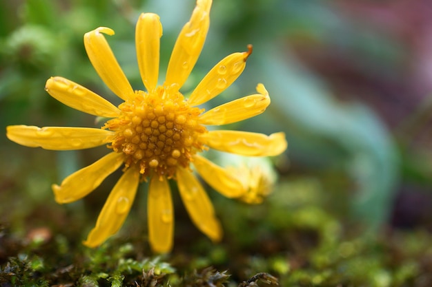 mooie gele bloemen in de tuin