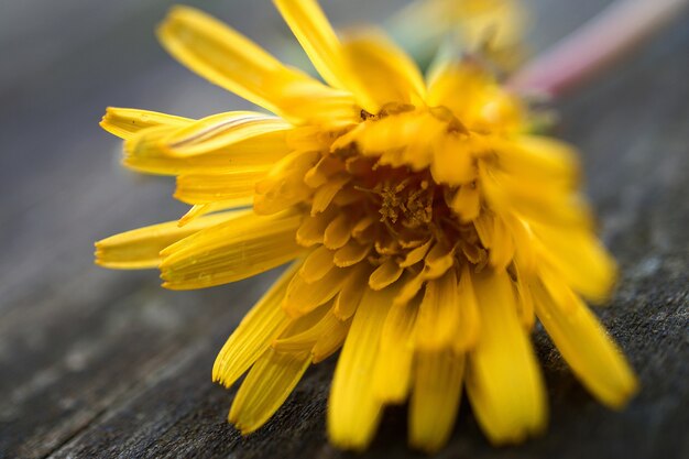 mooie gele bloemen in de tuin