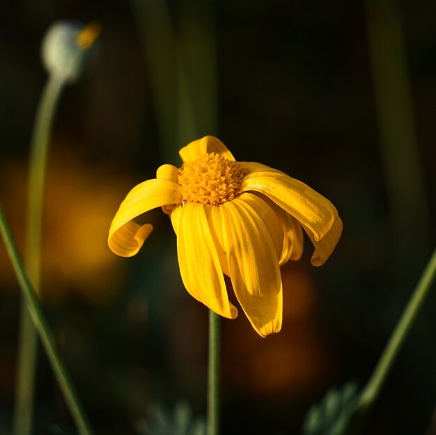 mooie gele bloemen in de tuin