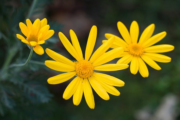 mooie gele bloemen in de tuin