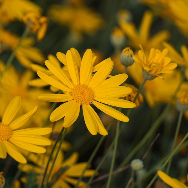 mooie gele bloemen in de tuin