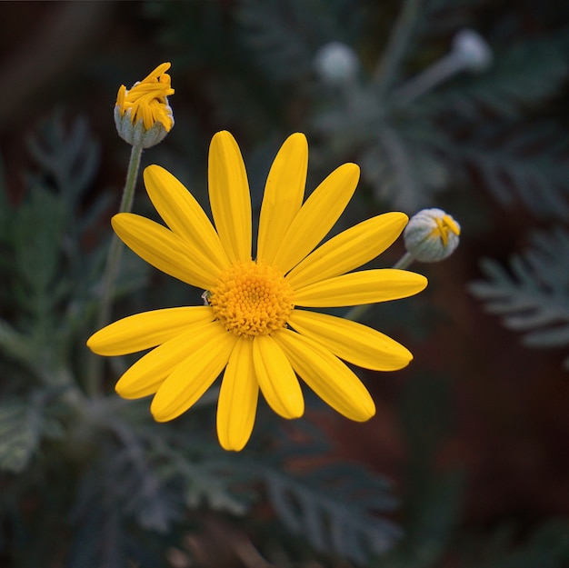 mooie gele bloemen in de tuin