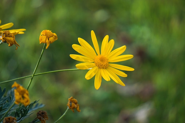 mooie gele bloemen in de tuin