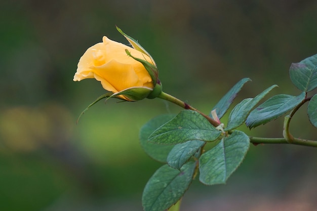 mooie gele bloemen in de tuin