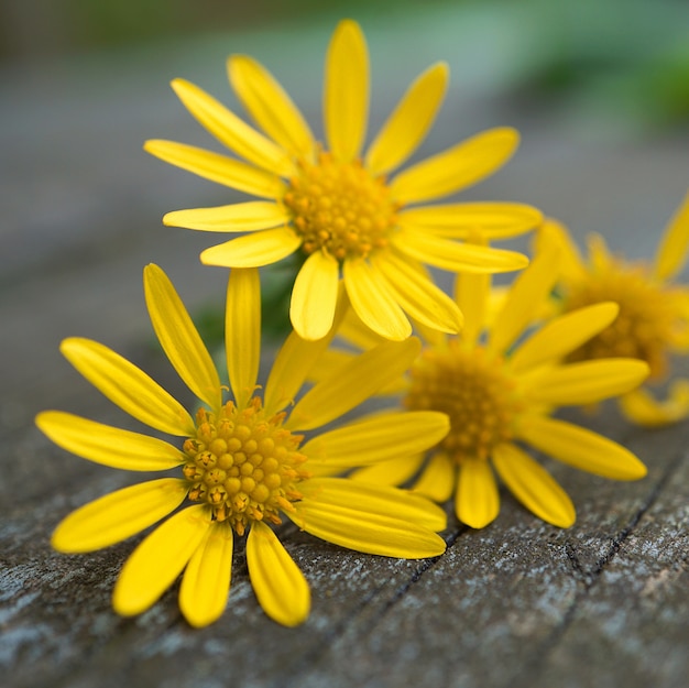 mooie gele bloemen in de tuin