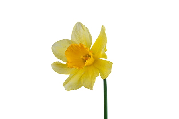 mooie gele bloemen narcissen in een vaas op een witte achtergrond close-up