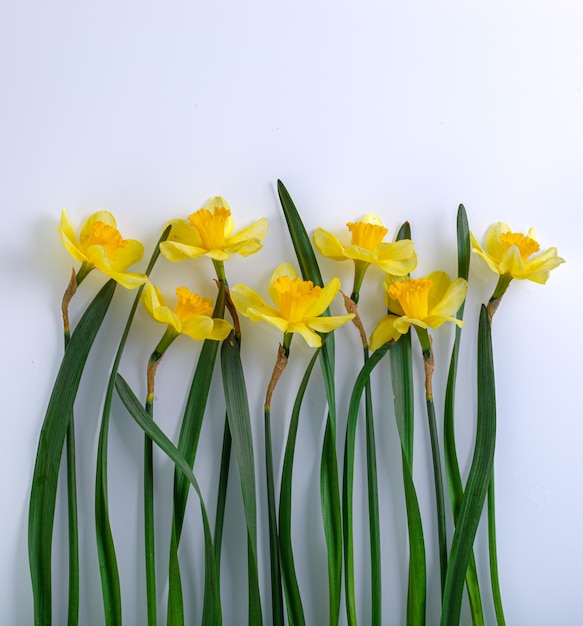 mooie gele bloemen narcissen op een witte achtergrond close-up