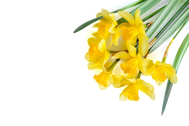 mooie gele bloemen narcissen op een witte achtergrond close-up