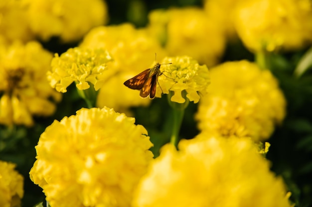 Mooie gele bloemen op een bloembed in een stadspark Goudsbloembloemen groeien dicht bij elkaar Een vlinder zit op een bloem en verzamelt nectar