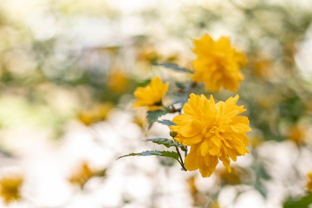 Mooie gele bloemen op een bokehachtergrond