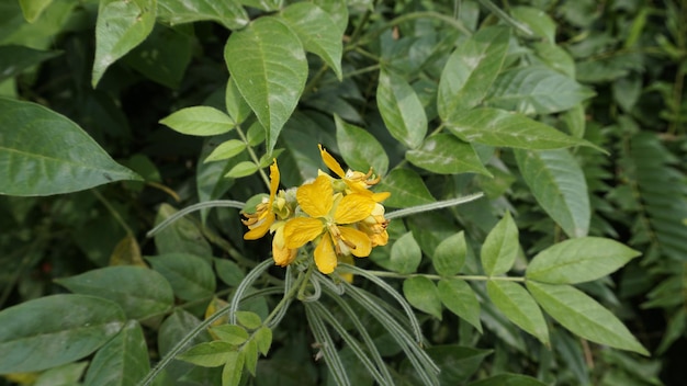 Mooie gele bloemen van Senna hirsuta ook bekend als Woolly of Hairy senna samen met groene bladeren achtergrond