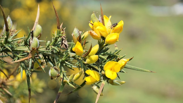 Mooie gele bloemen van Ulex europaeus ook bekend als Gorse