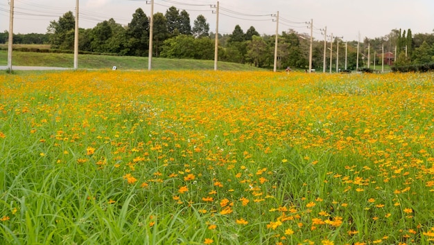 Mooie gele bloemen veldtuin natuurlijke achtergrond Lente bloei heldere hemel Landschap groene natuur bloeiend kleurrijk voor de zomer onscherp