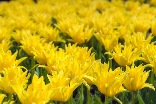 Mooie gele bloemenplantage. Commercieel kweken in botanische tuin