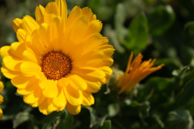 Mooie gele calendula officinalis bloem close-up in een tuin op een groene achtergrond