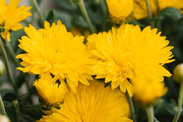 Mooie gele chrysant bloemen close-up