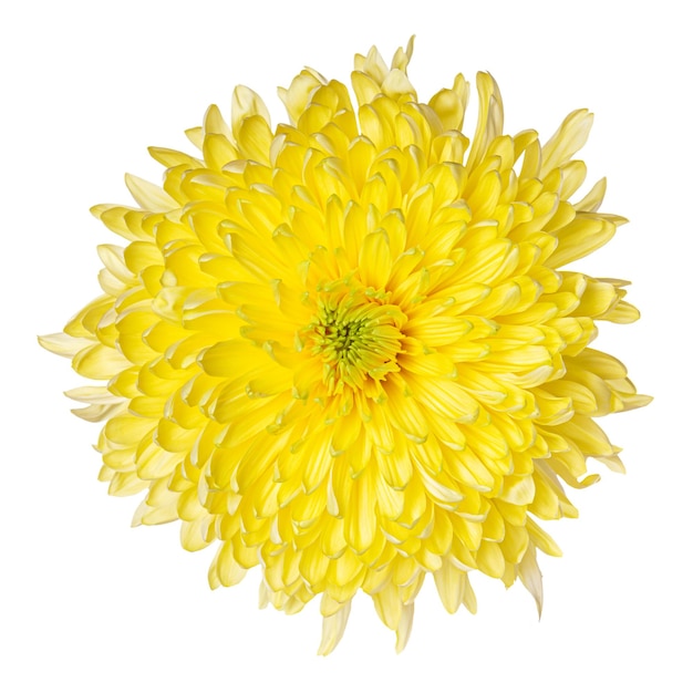 Foto mooie gele chrysant bloemknop geïsoleerd op een witte achtergrond.
