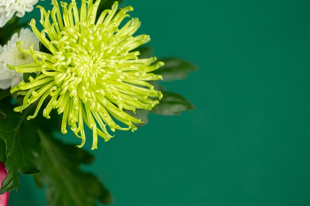 Mooie gele chrysant op een groene close-up als achtergrond.