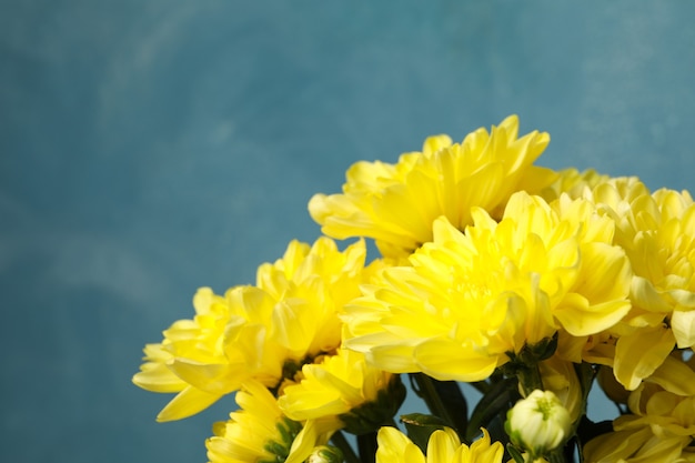 Mooie gele chrysanten op blauw